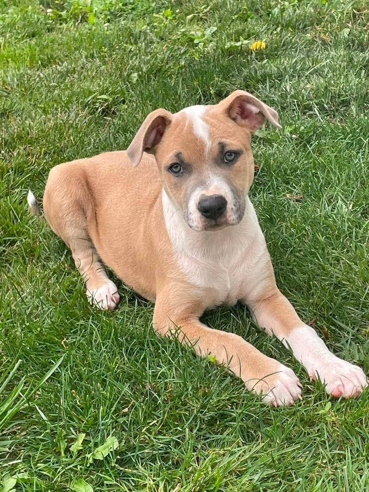 Midnight (Eras Tour 2026) M, a Adoptable mixed breed in Wenonah, NJ image 3/5
