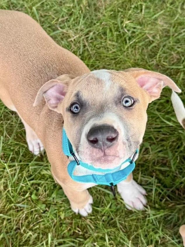 Midnight (Eras Tour 2026) M, a Adoptable mixed breed in Wenonah, NJ image 5/5