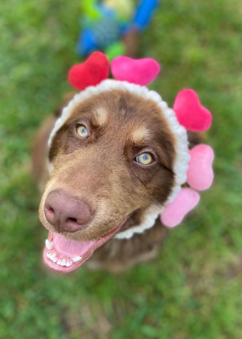 Murray, Adopted, Puppy Male Australian Shepherd.