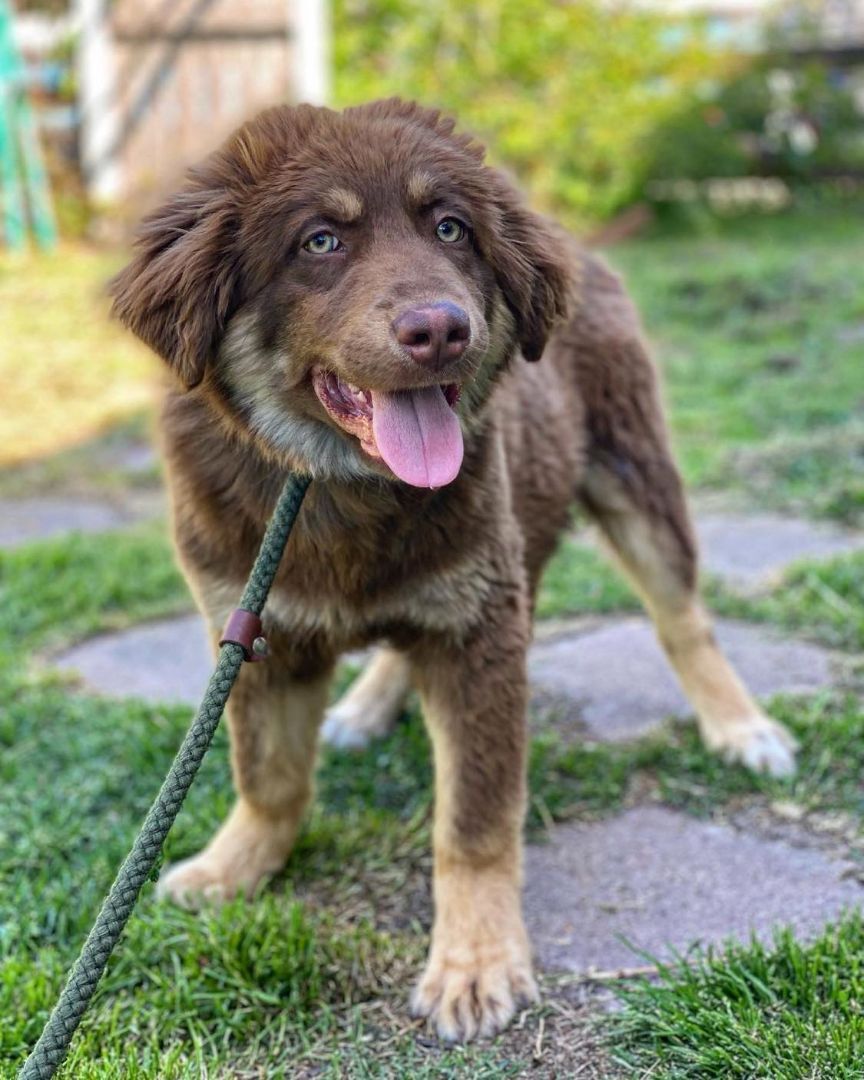 Enlarge Murray, a Adopted mixed breed in Whitewright, TX image 2/2