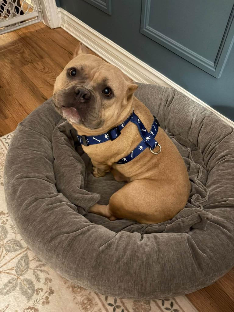 Enlarge Gemma, a Adoptable mixed breed in Toronto, ON image 1/1