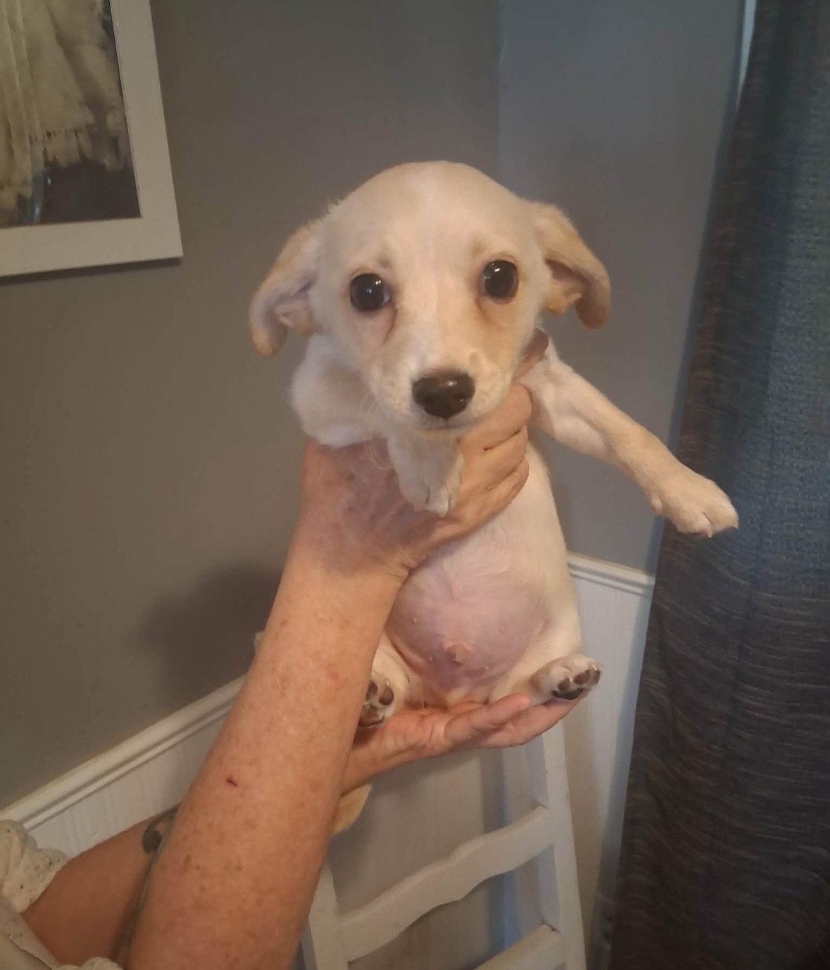 Renoir, Adoptable, Puppy Male Chihuahua & Terrier.