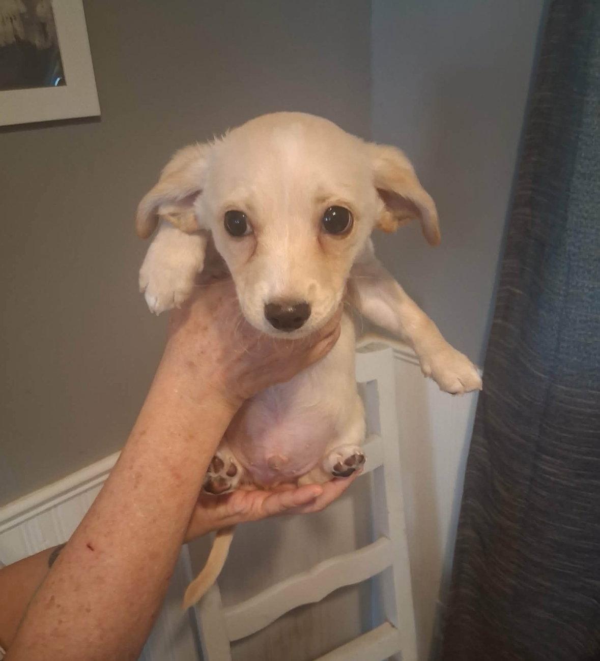 Enlarge Renoir, a Adoptable mixed breed in Grafton, WI image 2/3