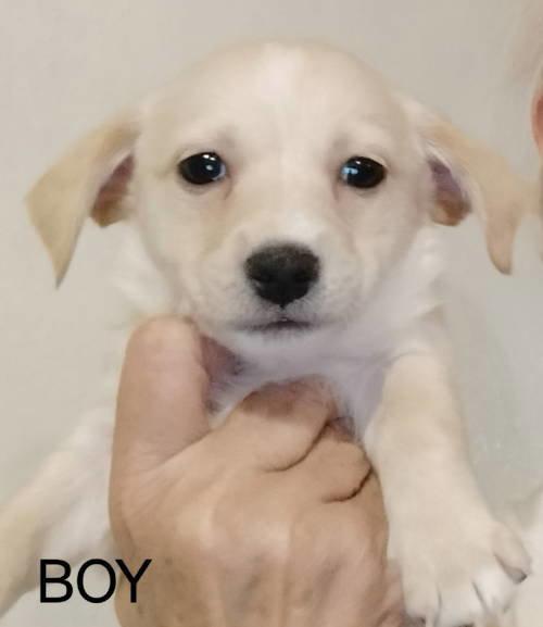 Enlarge Renoir, a Adoptable mixed breed in Grafton, WI image 3/3