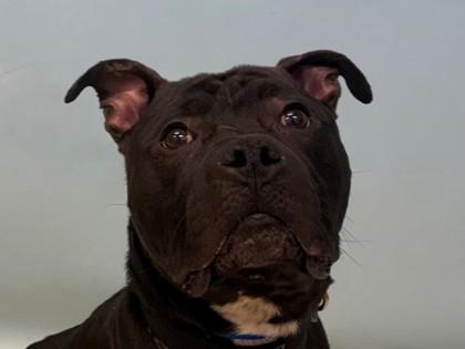 Jasper, Adoptable, Adult Male Pit Bull Terrier & Mixed Breed.