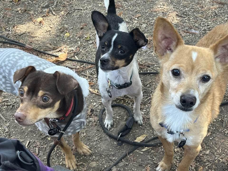 Enlarge Cotton, a ADOPTABLE mixed breed in Santa Rosa, CA image 2/5