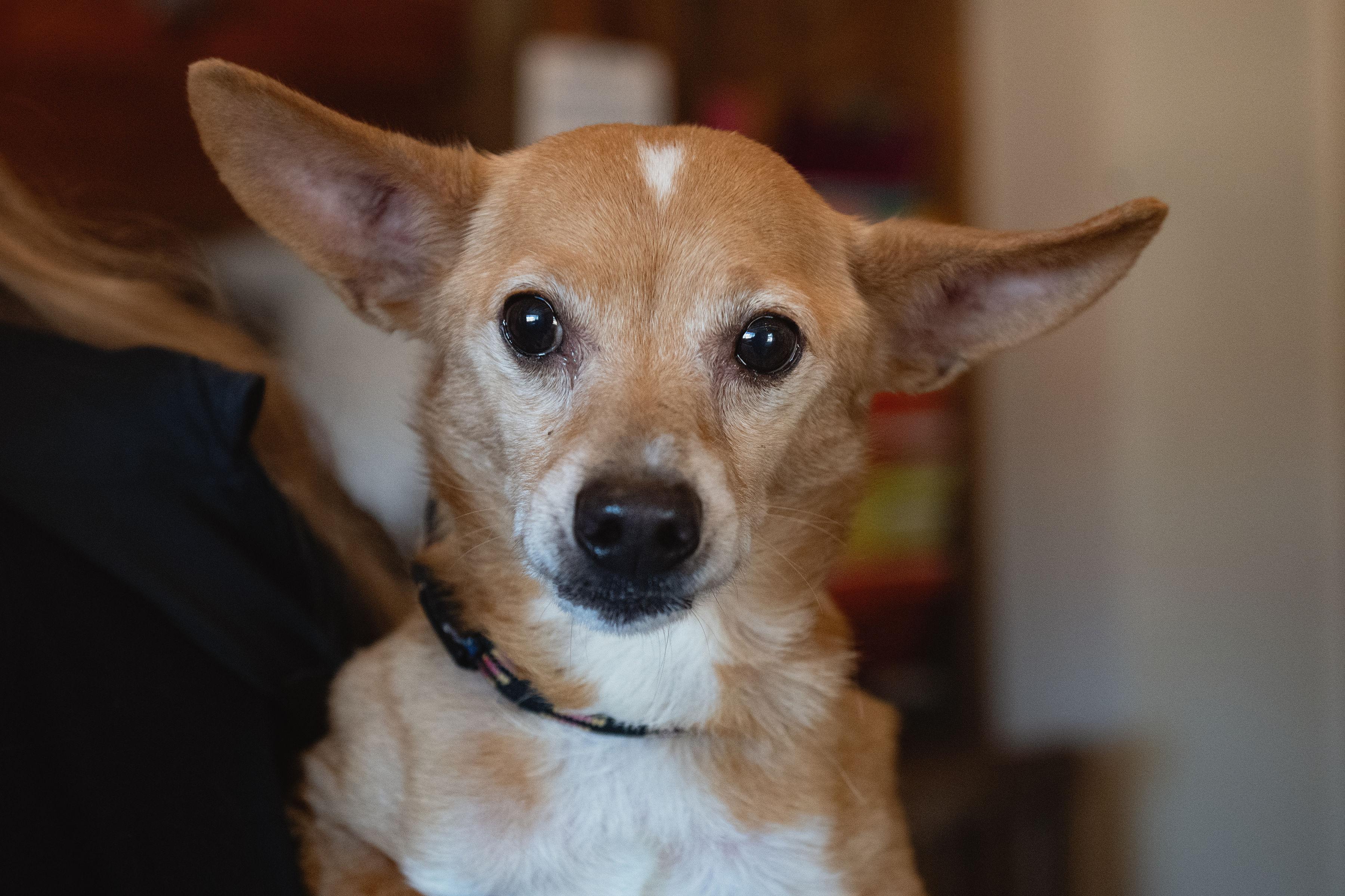 Enlarge Cotton, a ADOPTABLE mixed breed in Santa Rosa, CA image 4/5