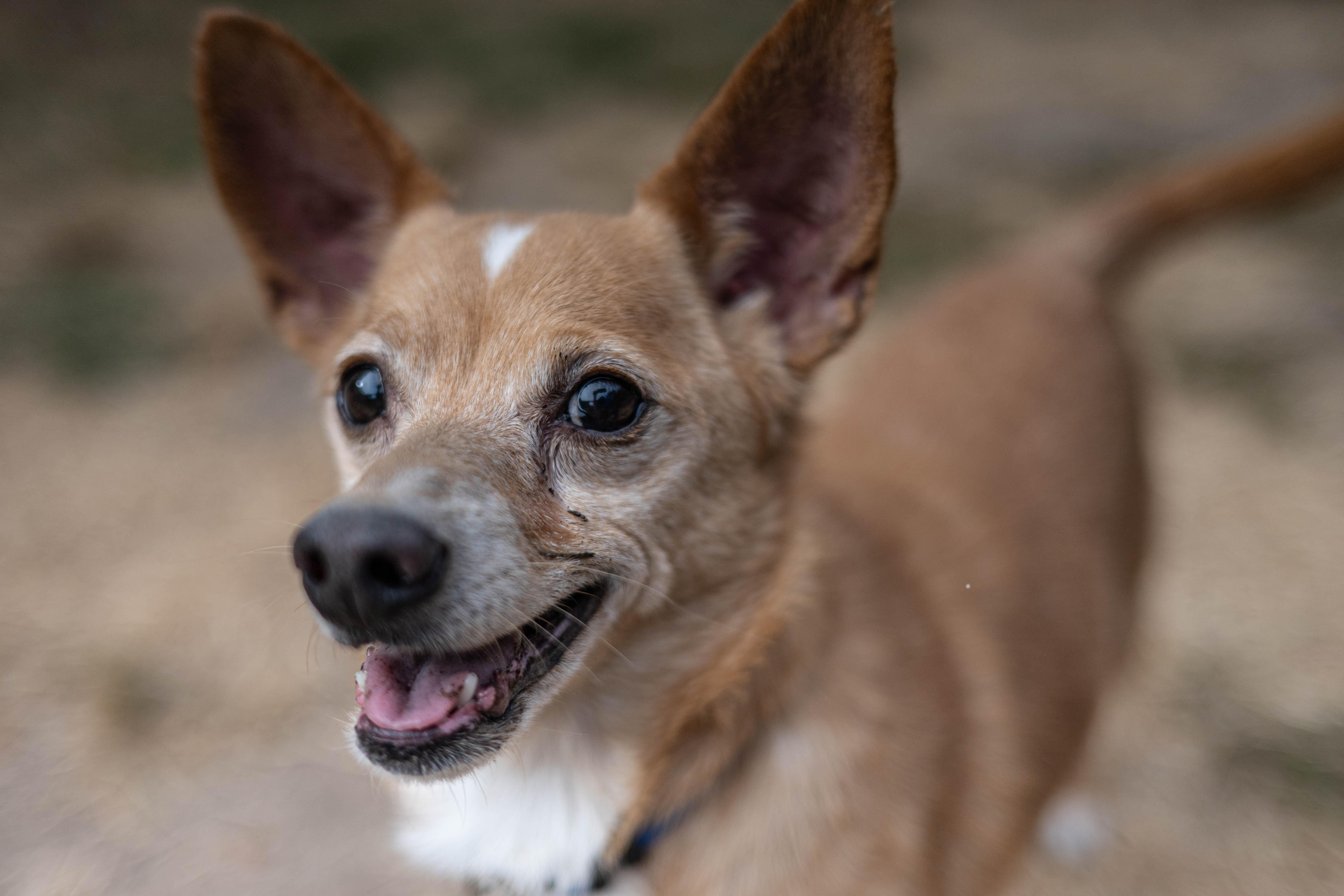 Enlarge Cotton, a ADOPTABLE mixed breed in Santa Rosa, CA image 5/5