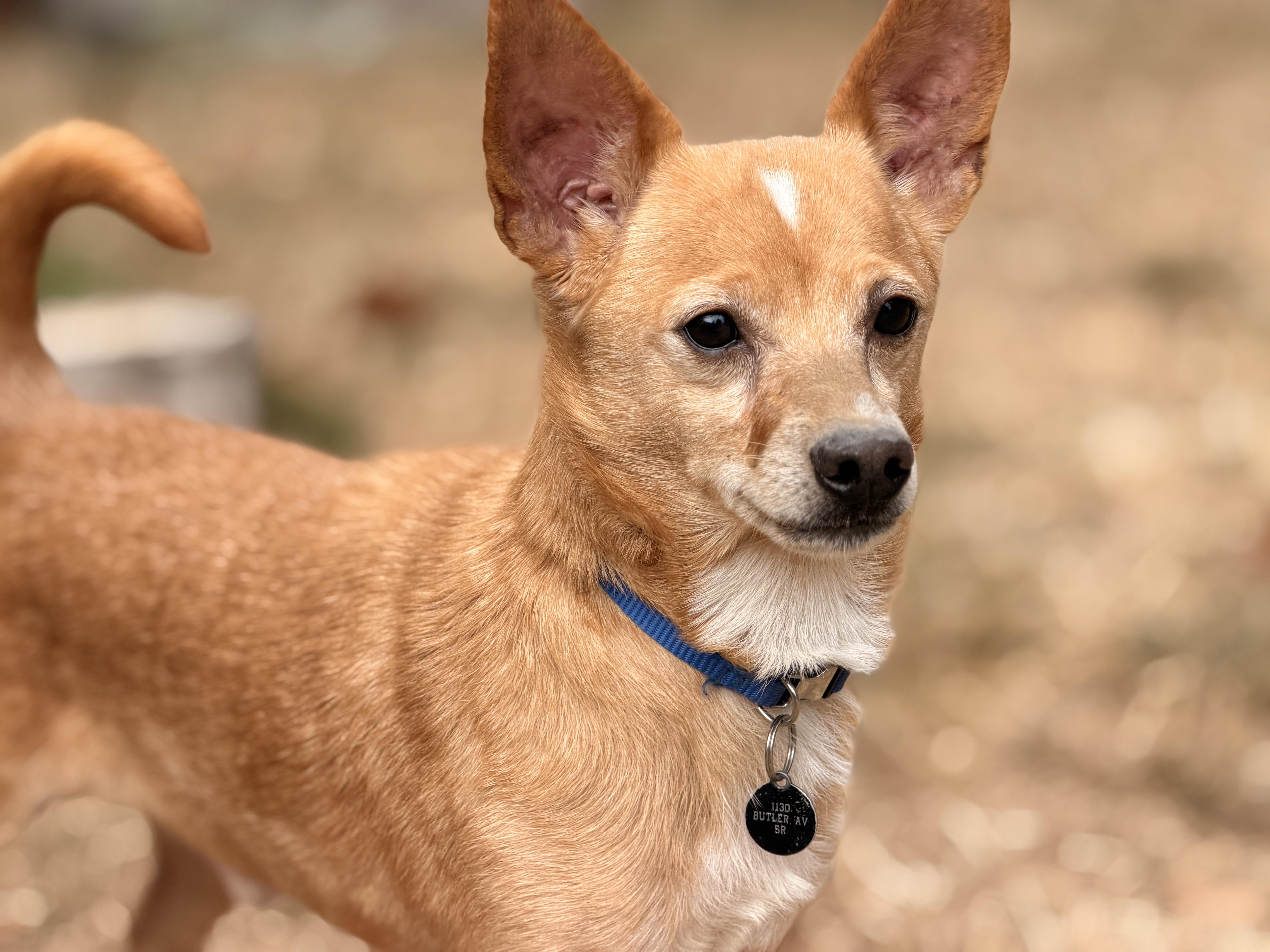 Enlarge Cotton, a ADOPTABLE mixed breed in Santa Rosa, CA image 1/5