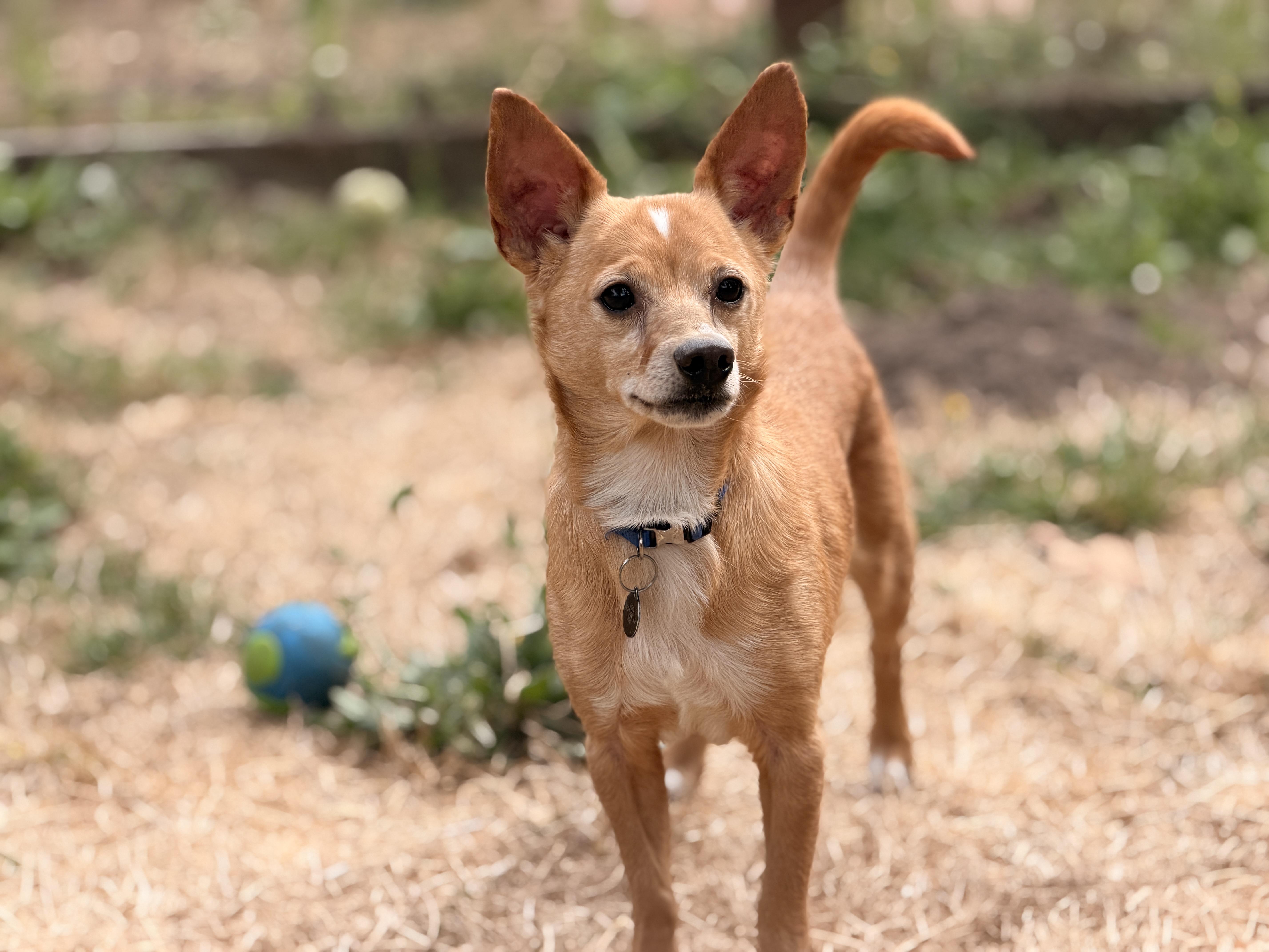Enlarge Cotton, a ADOPTABLE mixed breed in Santa Rosa, CA image 3/5