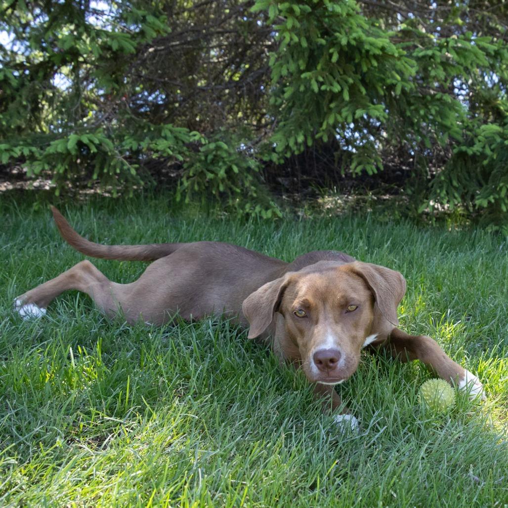 Caramel, a Adoptable mixed breed in Erie, PA image 1/6
