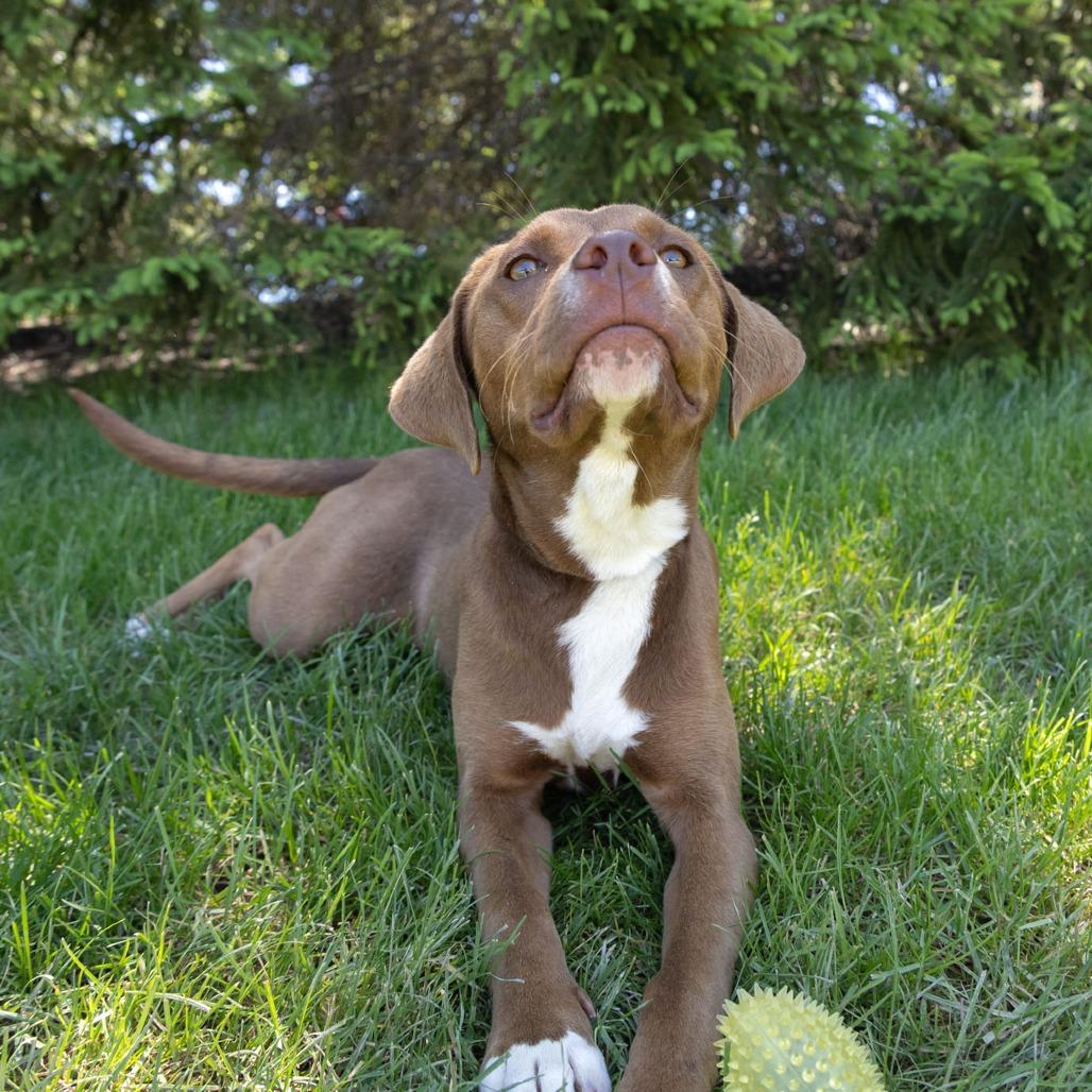 Caramel, a Adoptable mixed breed in Erie, PA image 2/6