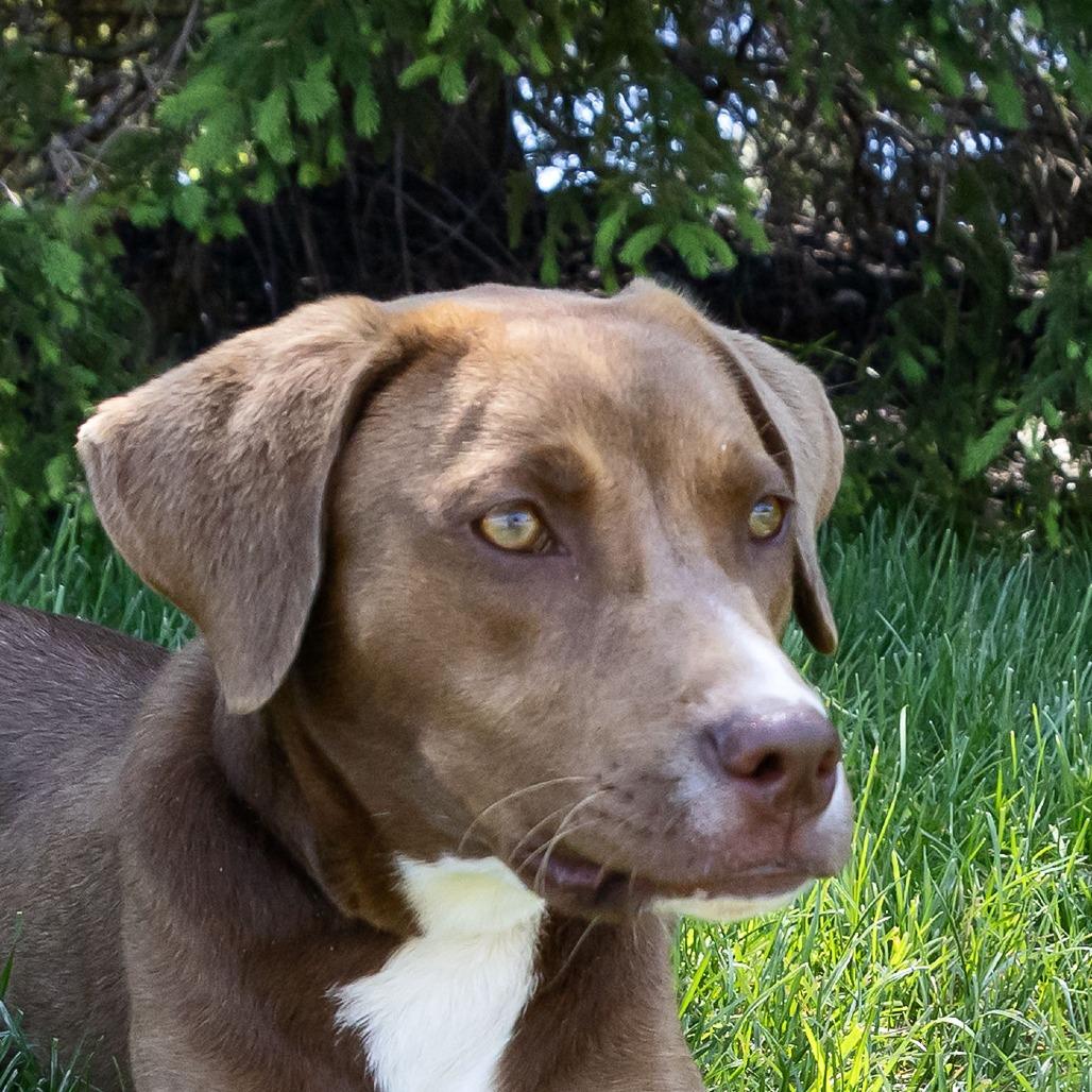 Caramel, a Adoptable mixed breed in Erie, PA image 3/6