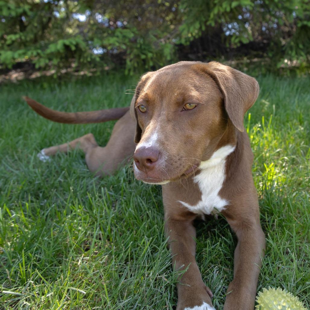 Caramel, a Adoptable mixed breed in Erie, PA image 4/6
