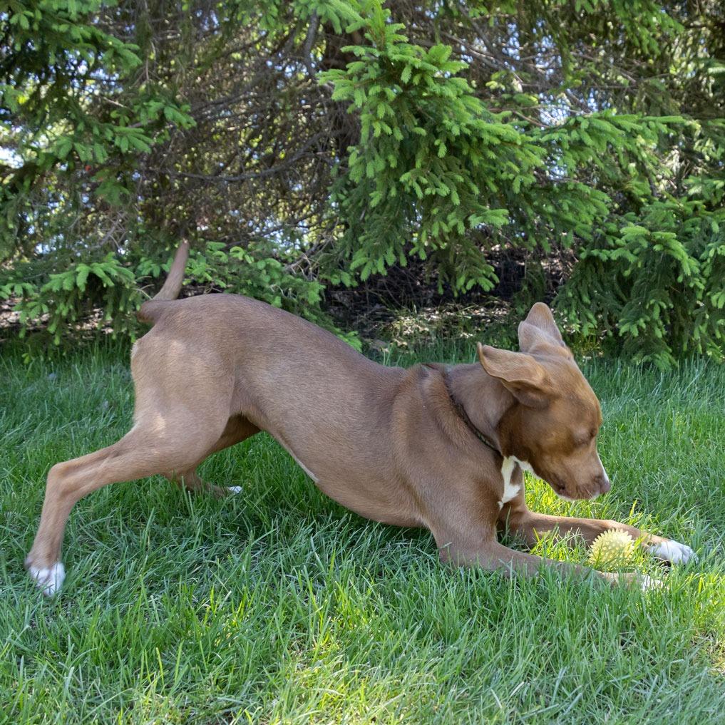 Caramel, a Adoptable mixed breed in Erie, PA image 5/6