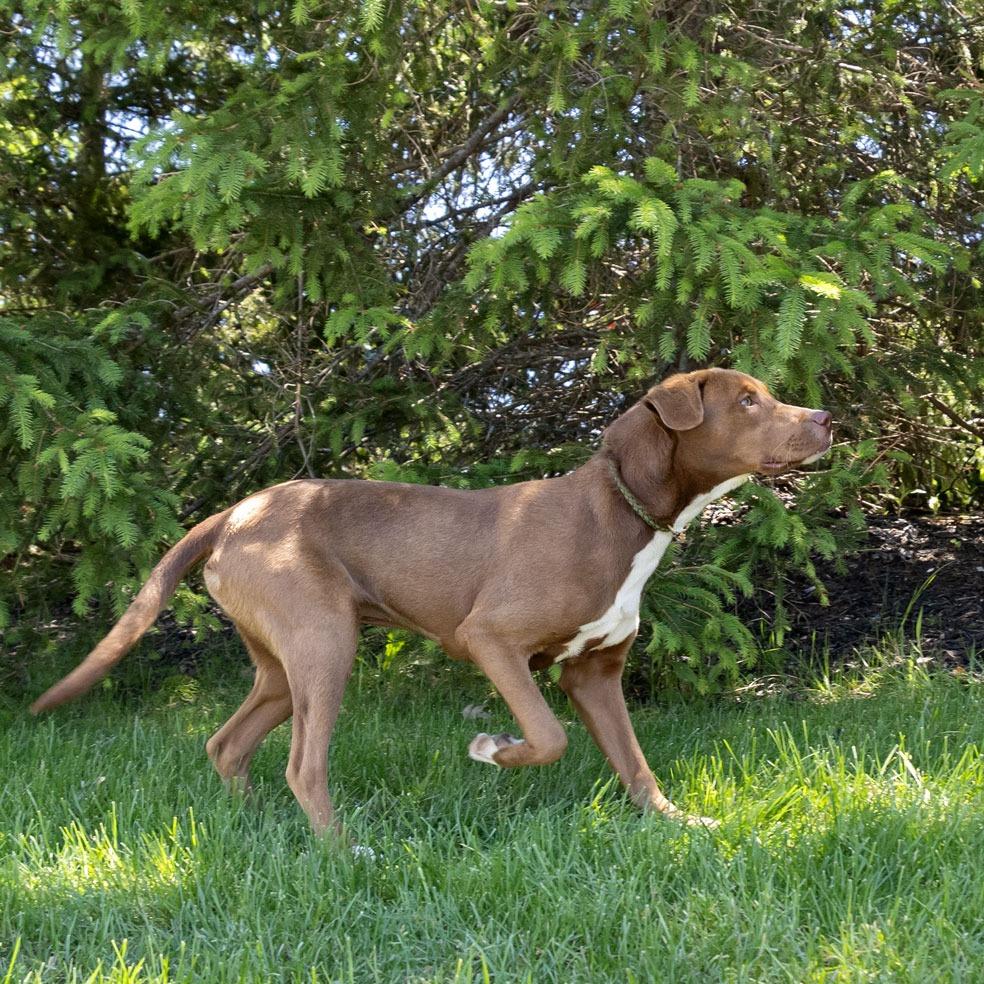 Caramel, a Adoptable mixed breed in Erie, PA image 6/6