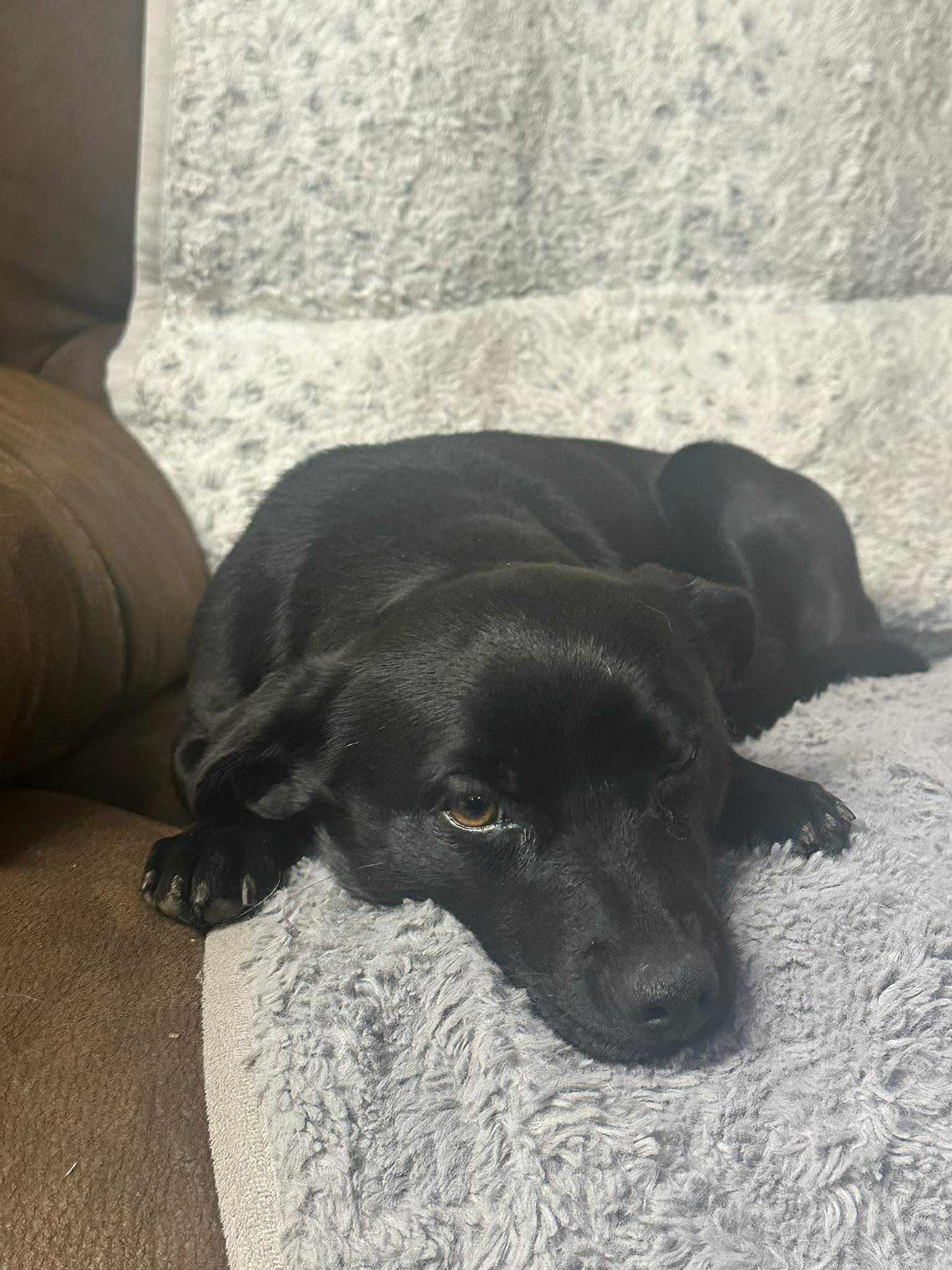 Enlarge Blackie, a Adoptable mixed breed in Polson, MT image 1/2