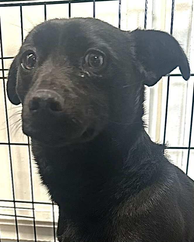 Enlarge Blackie, a Adoptable mixed breed in Polson, MT image 2/2