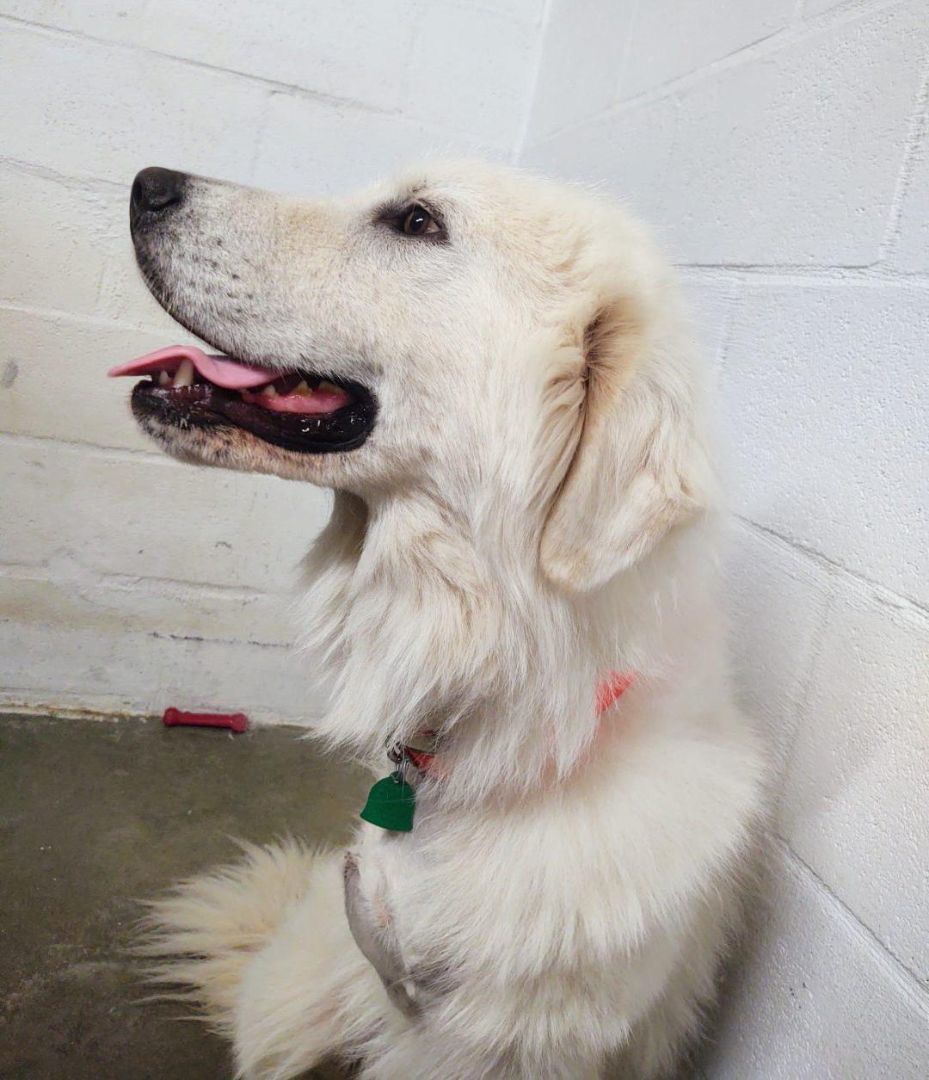 Mason, Adopted, Young Male Great Pyrenees.