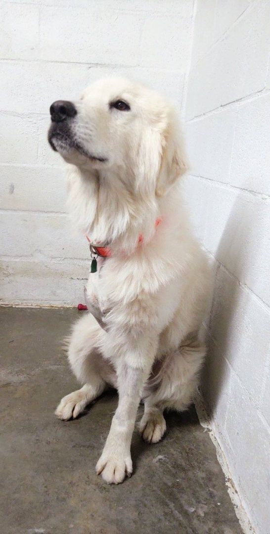 Enlarge Mason, a Adopted Great Pyrenees in Yellville, AR image 2/3