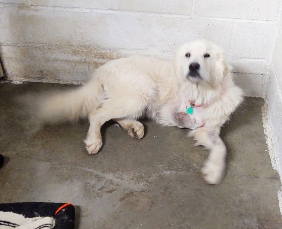 Enlarge Mason, a Adopted Great Pyrenees in Yellville, AR image 3/3