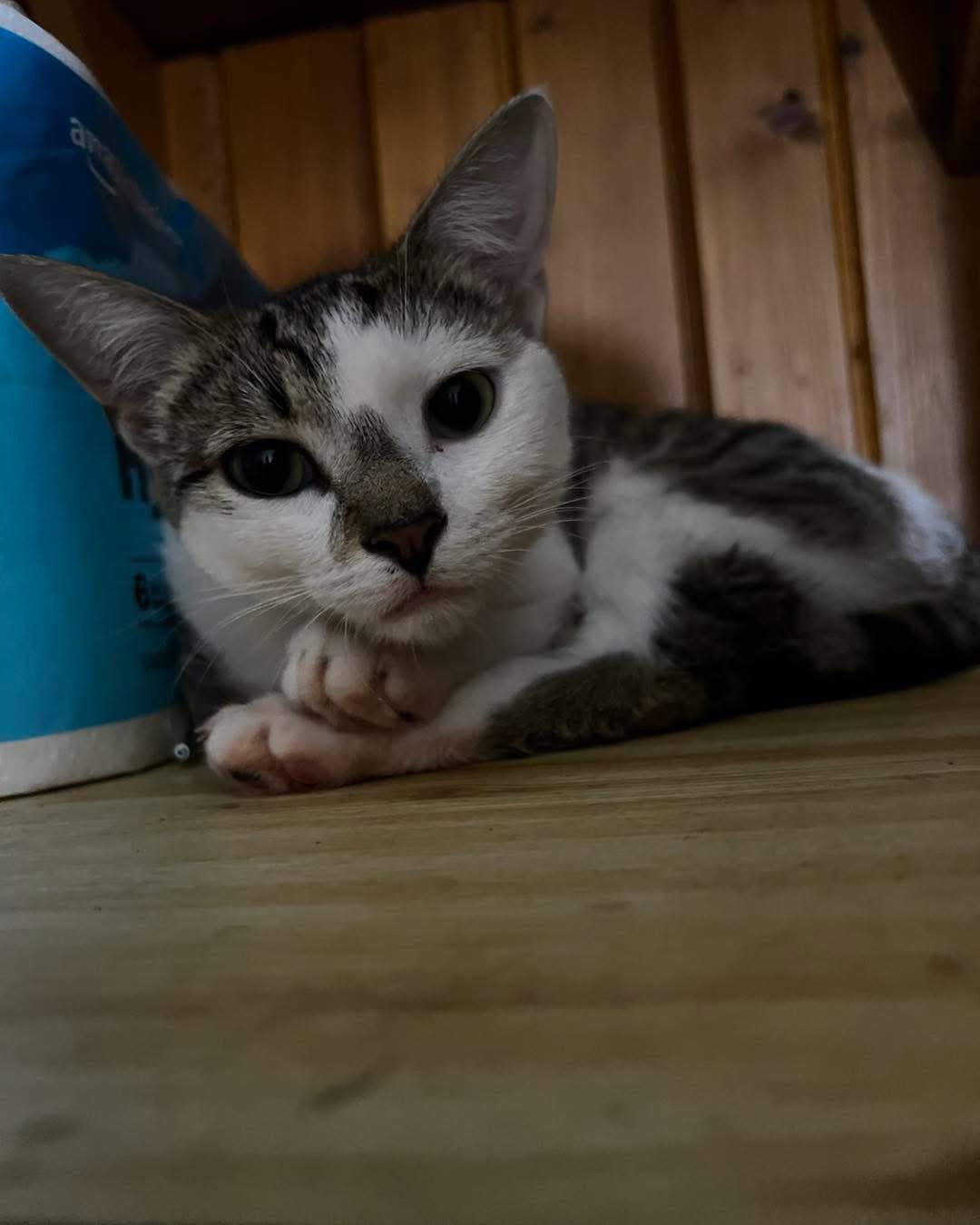 Enlarge Seven, a Adoptable Domestic Short Hair in Akron, OH image 3/3
