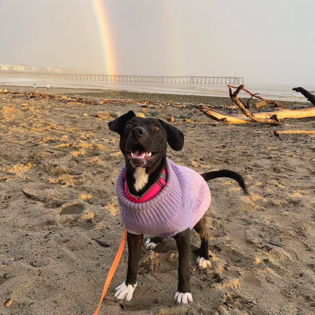 Tiger Lily, Adoptable, Young Female American Staffordshire Terrier & Pit Bull Terrier.