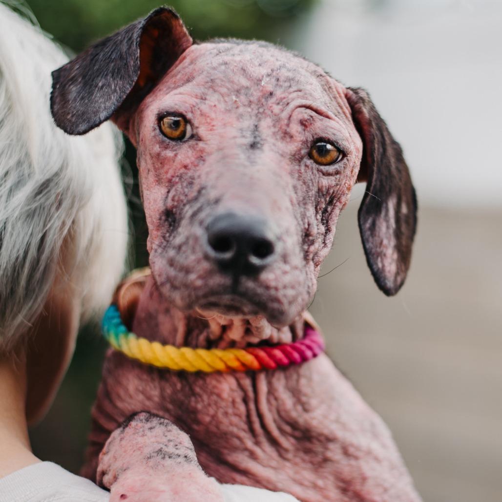 Enlarge Tiger Lily, a Adoptable mixed breed in North Hollywood, CA image 1/6