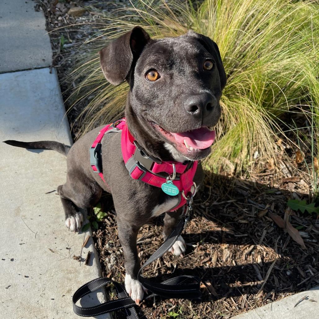 Enlarge Tiger Lily, a Adoptable mixed breed in North Hollywood, CA image 3/6