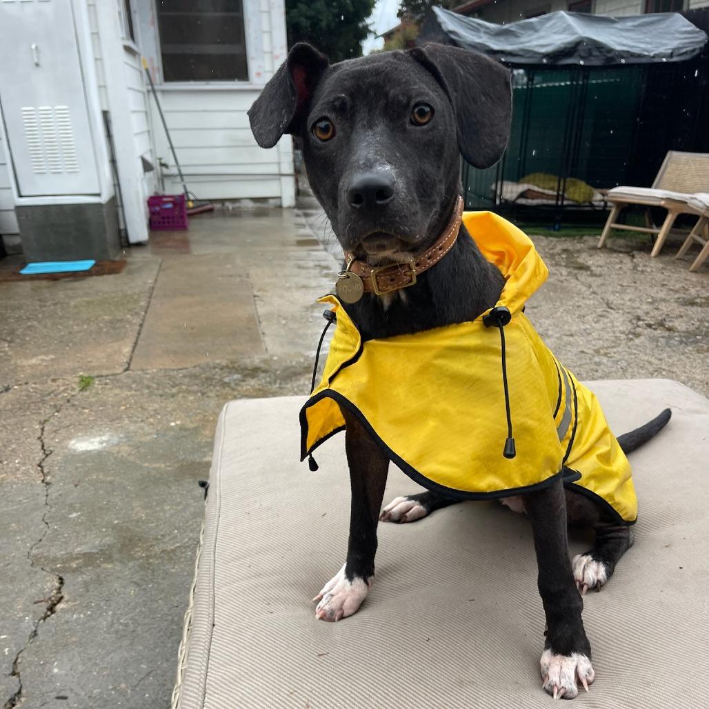 Enlarge Tiger Lily, a Adoptable mixed breed in North Hollywood, CA image 2/6