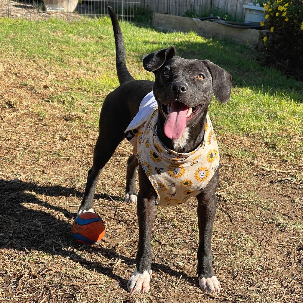 Tiger Lily, a Adoptable mixed breed in North Hollywood, CA image 1/6