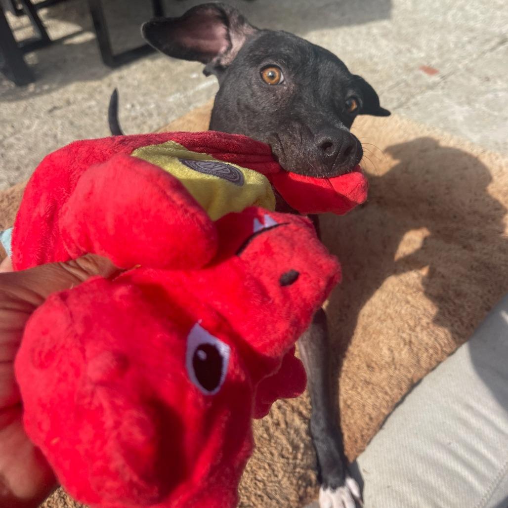 Enlarge Tiger Lily, a Adoptable mixed breed in North Hollywood, CA image 3/6