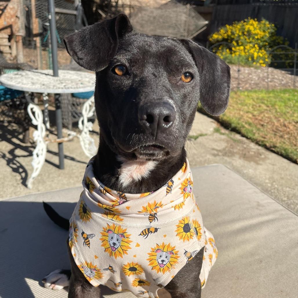 Enlarge Tiger Lily, a Adoptable mixed breed in North Hollywood, CA image 4/6