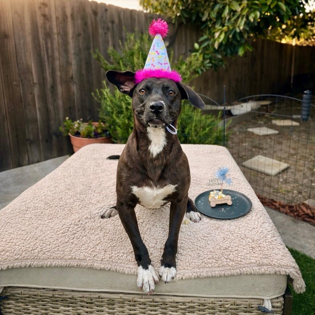 Enlarge Tiger Lily, a Adoptable mixed breed in North Hollywood, CA image 1/6