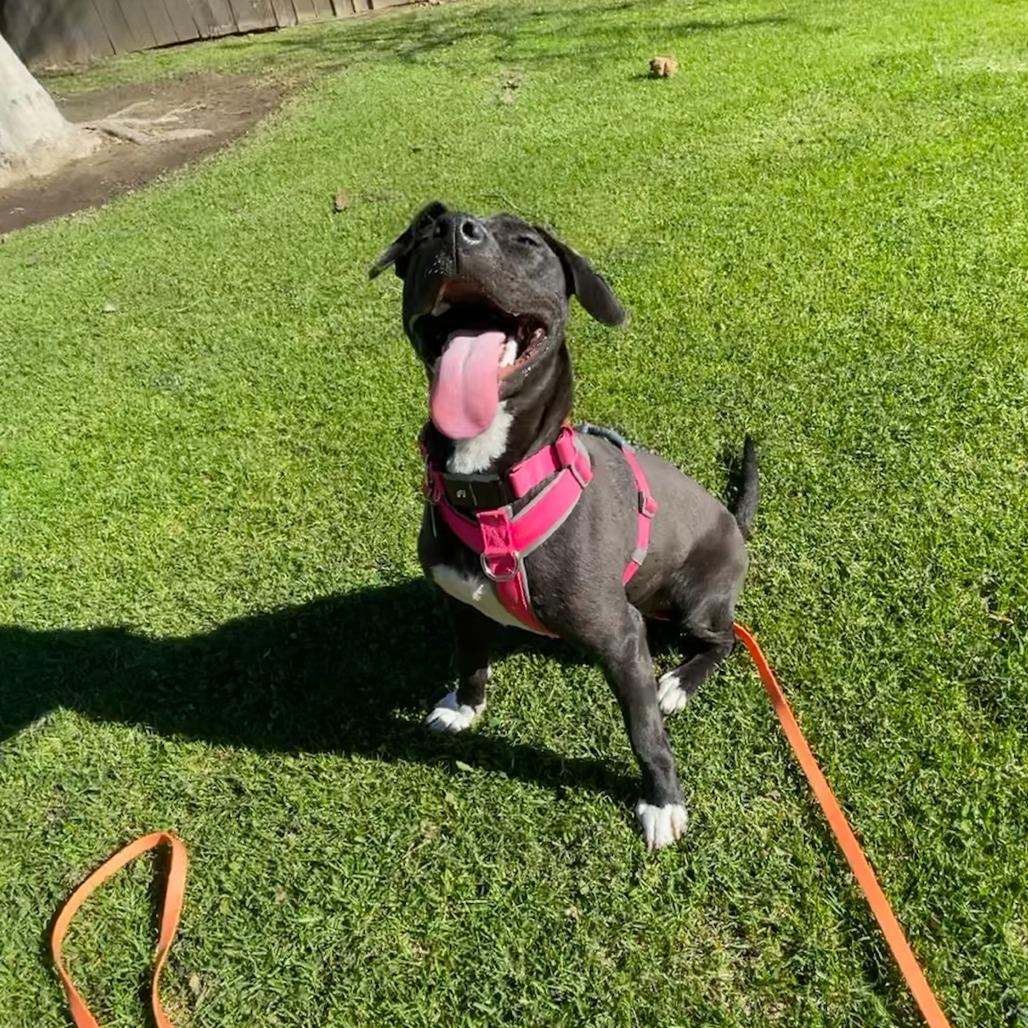 Enlarge Tiger Lily, a Adoptable mixed breed in North Hollywood, CA image 5/6