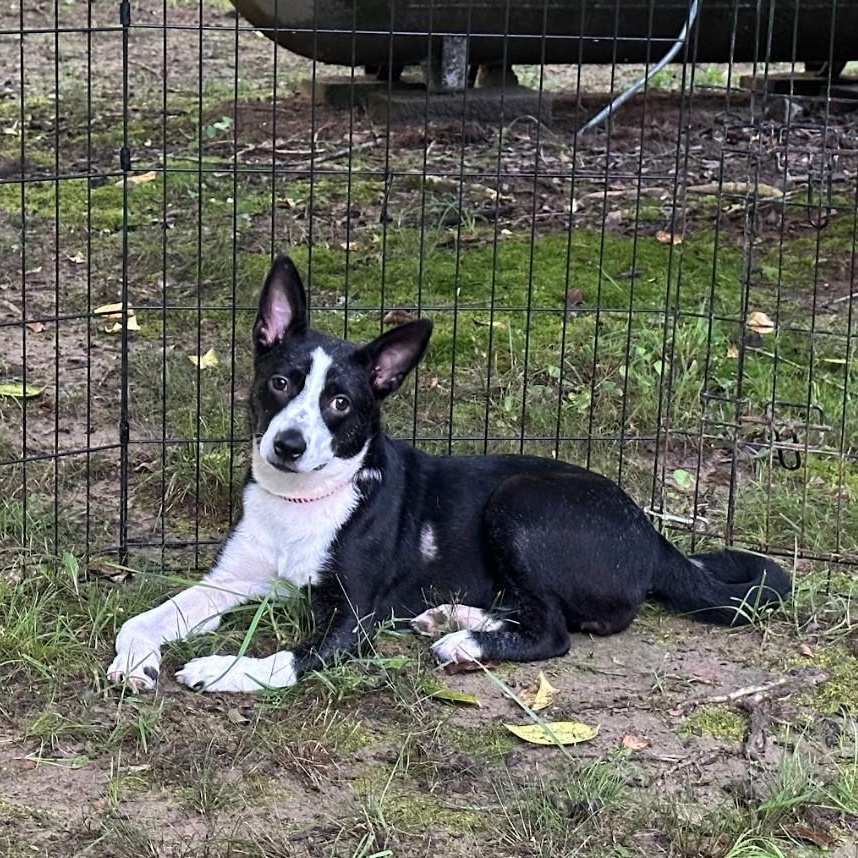 Dixie, a Adoptable mixed breed in Joppa, AL image 2/3
