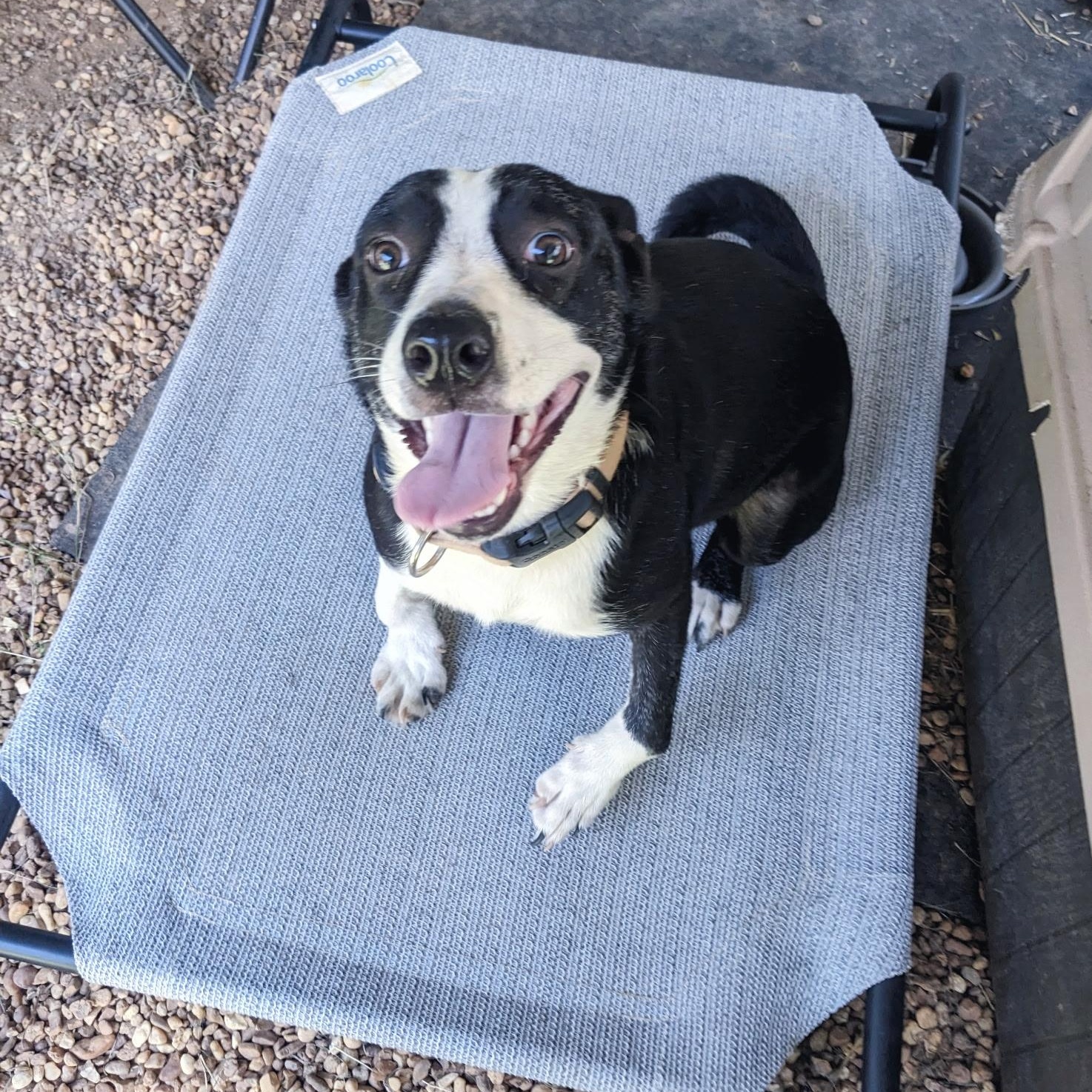 Dixie, a Adoptable mixed breed in Joppa, AL image 3/3