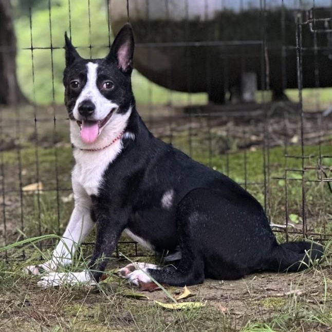 Dixie, Adoptable, Young Female Cattle Dog.
