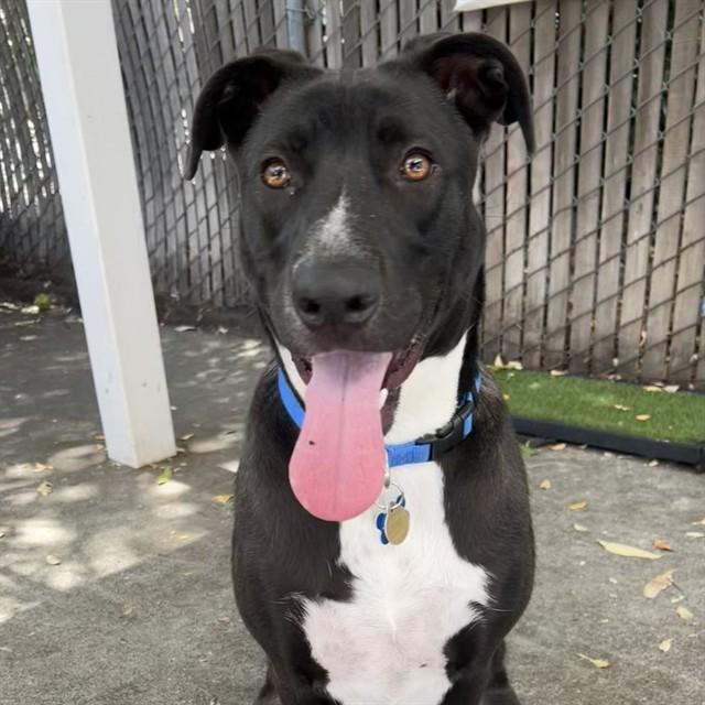 FAIRFAX, Adoptable, Young Male Border Collie & Labrador Retriever.