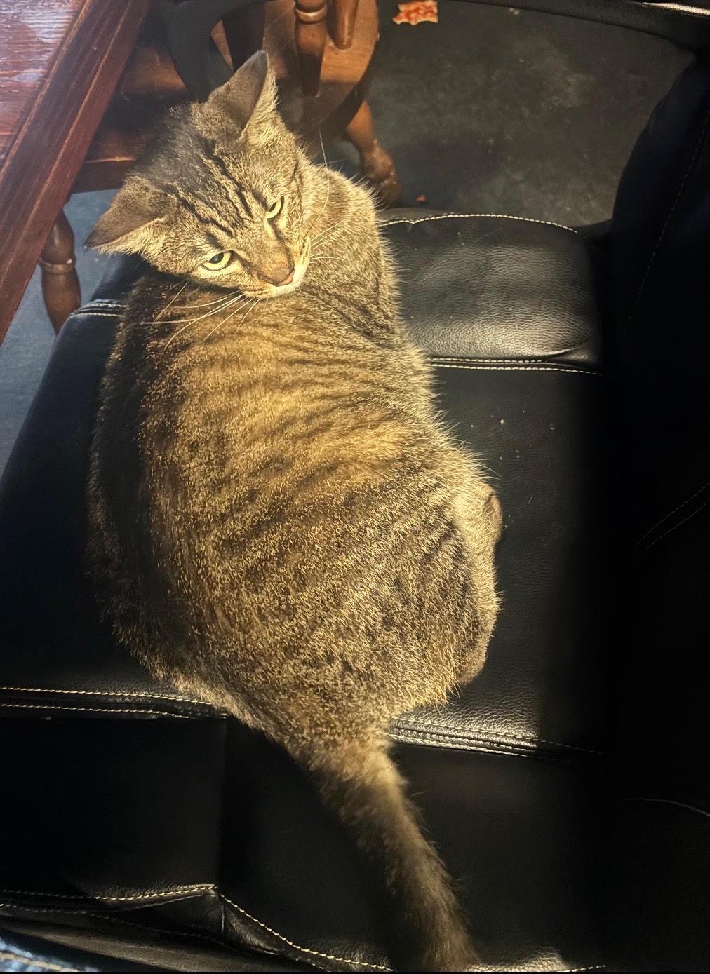 Ilean Alot, Adoptable, Adult Female Domestic Short Hair.