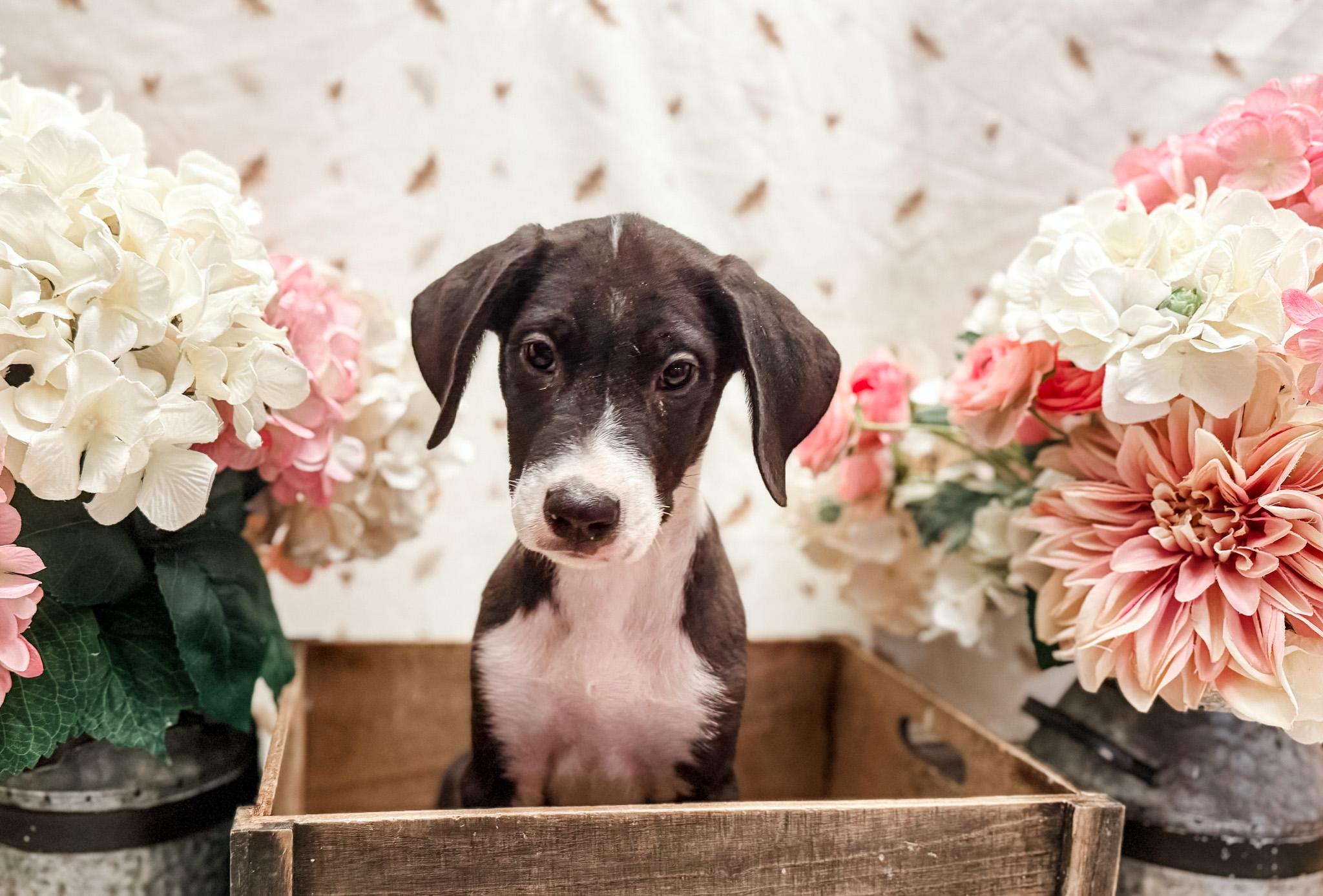 Enlarge Ramsey, a Adoptable mixed breed in Newberg, OR image 2/4