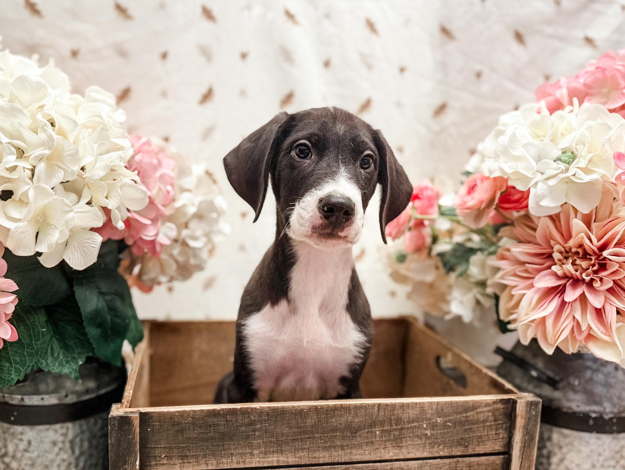 Enlarge Ramsey, a Adoptable mixed breed in Newberg, OR image 3/4
