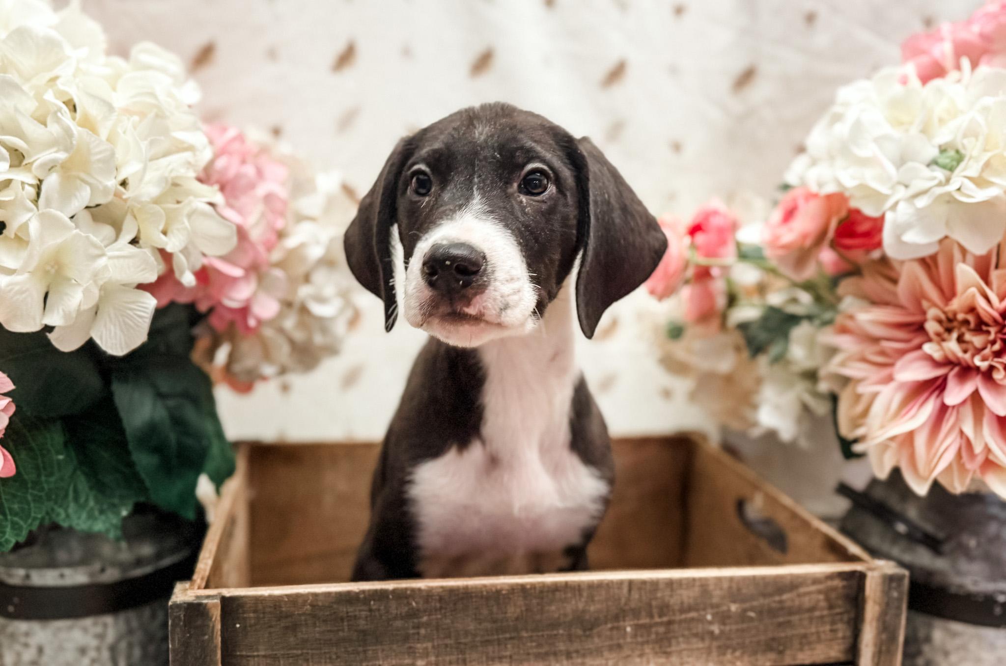 Ramsey, Adoptable, Puppy Male English Pointer & Great Dane.
