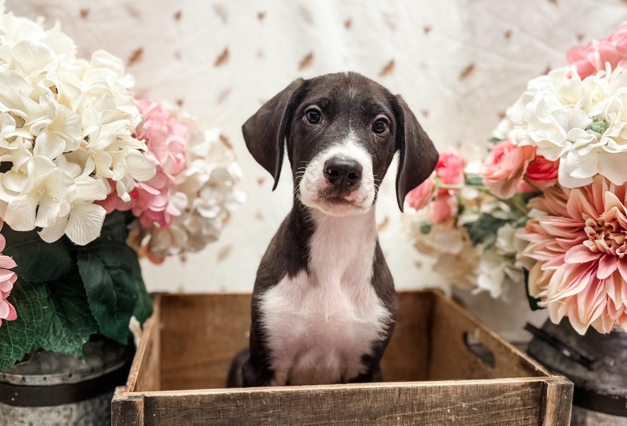 Enlarge Ramsey, a Adoptable mixed breed in Newberg, OR image 4/4