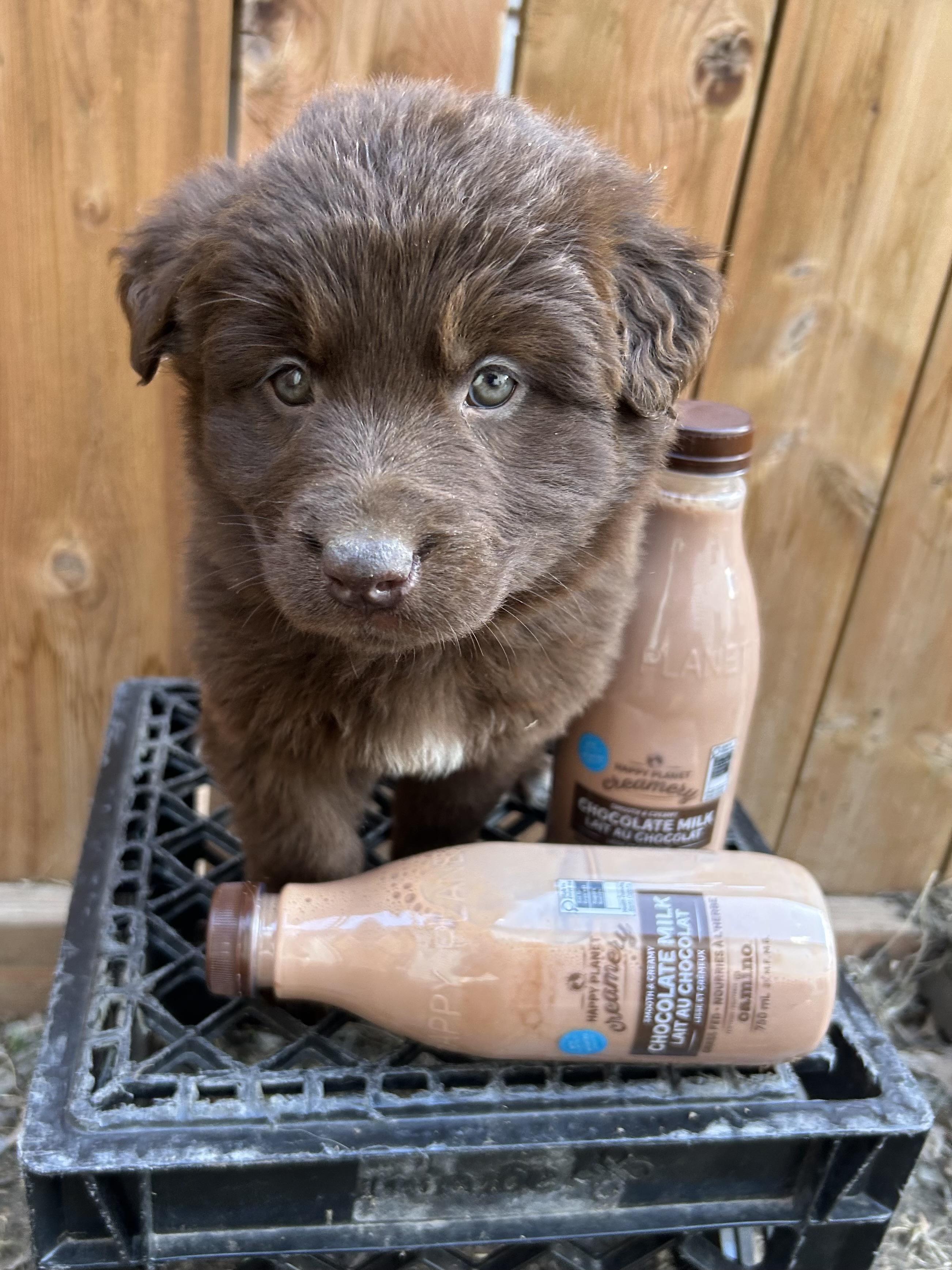 Chocolate pending adoption, an adopted mixed breed in Saskatoon, SK image 2/6