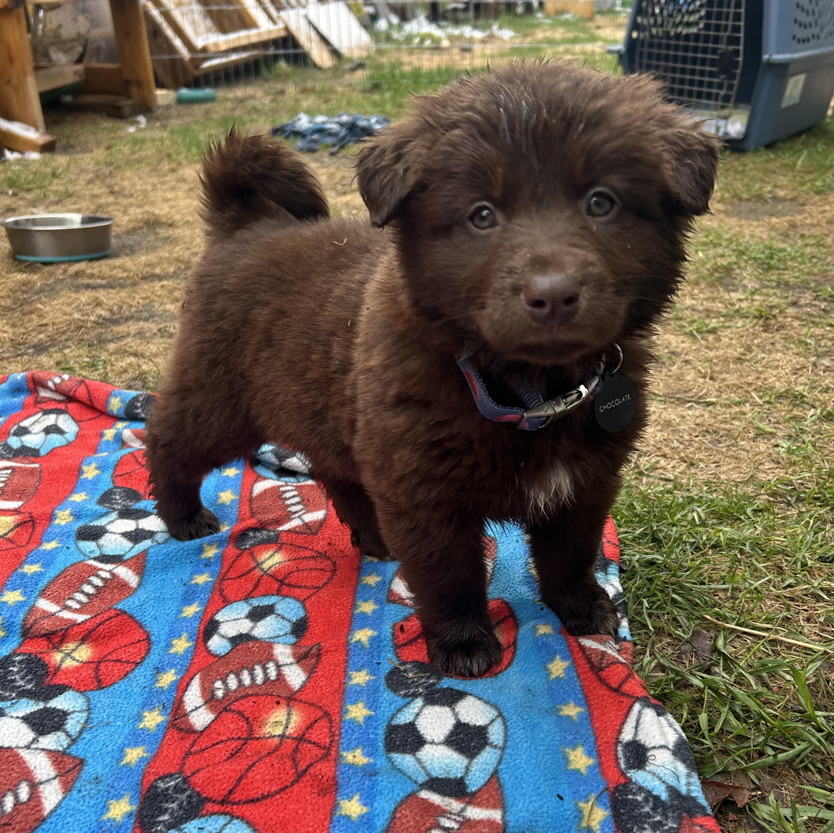 Chocolate pending adoption, an adopted mixed breed in Saskatoon, SK image 5/6