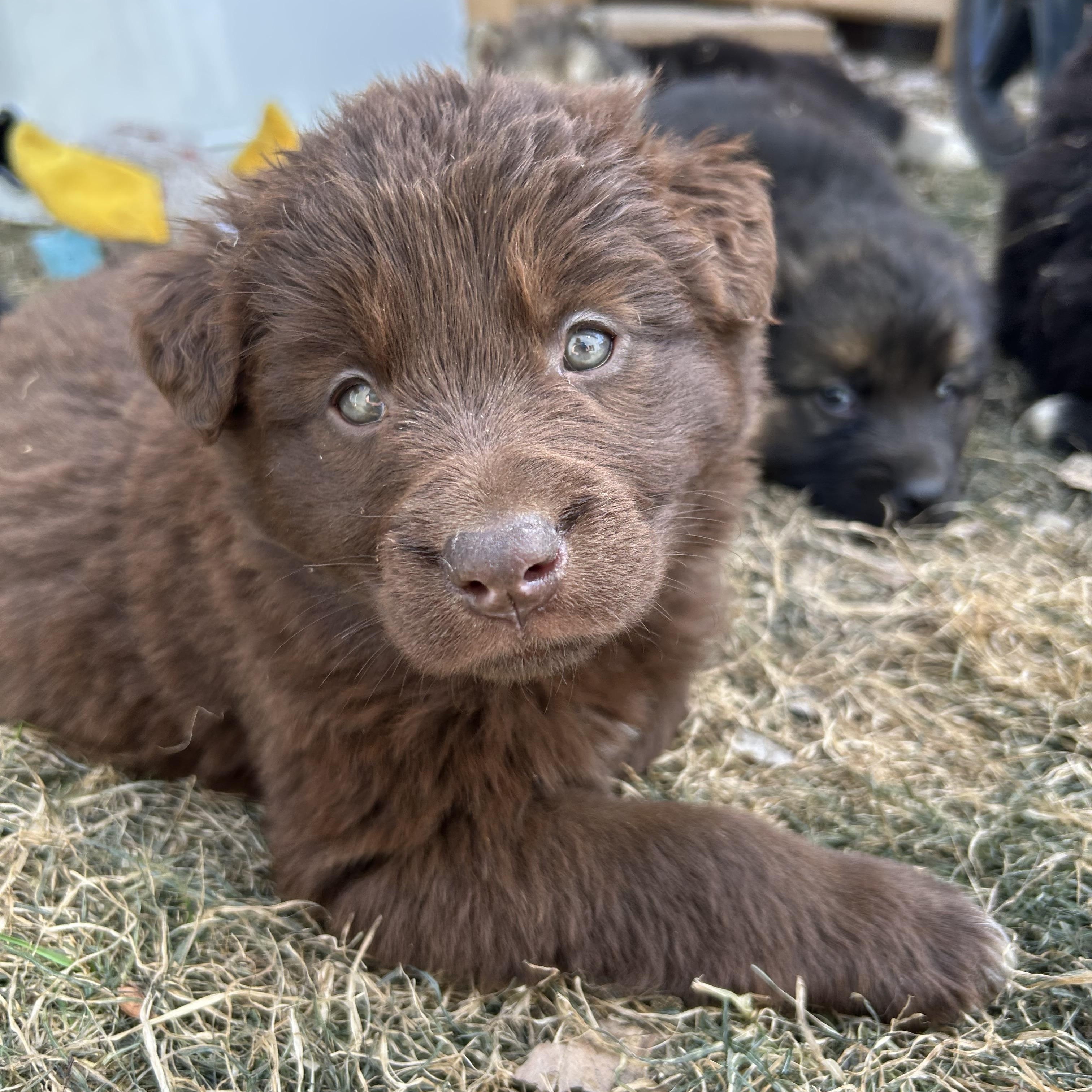 Chocolate pending adoption, an adopted mixed breed in Saskatoon, SK image 1/6