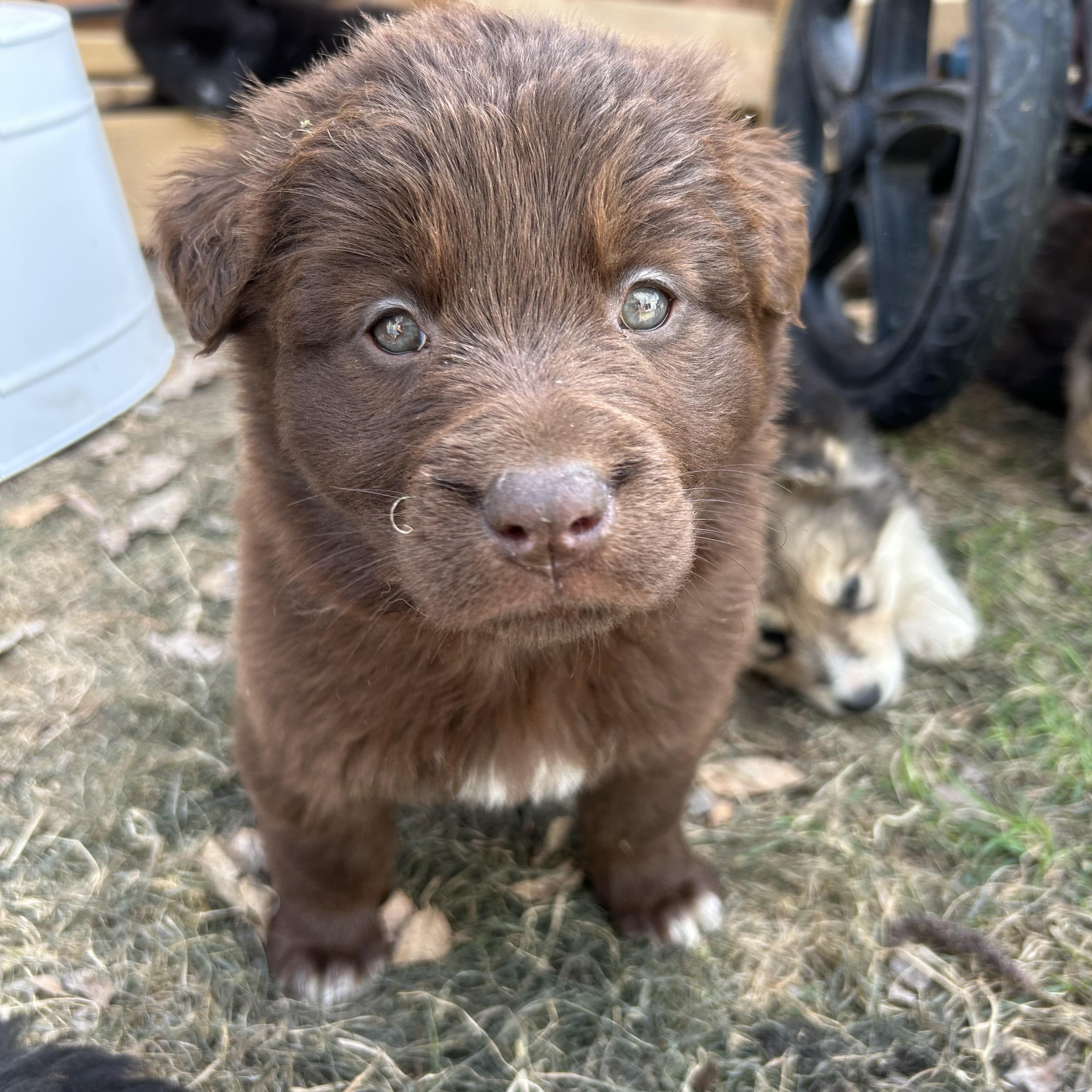 Chocolate pending adoption, an adopted mixed breed in Saskatoon, SK image 3/6