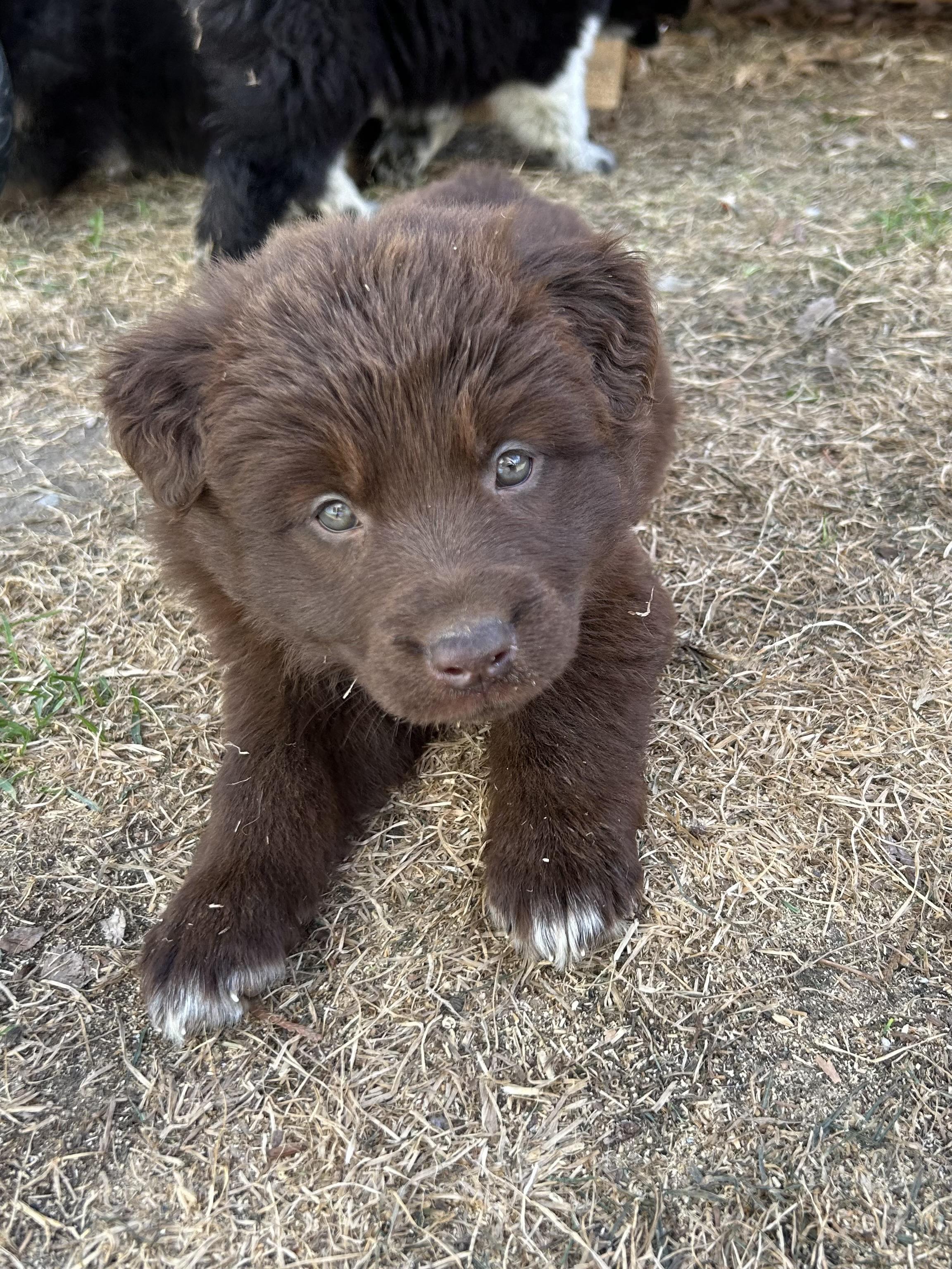 Chocolate pending adoption, an adopted mixed breed in Saskatoon, SK image 6/6