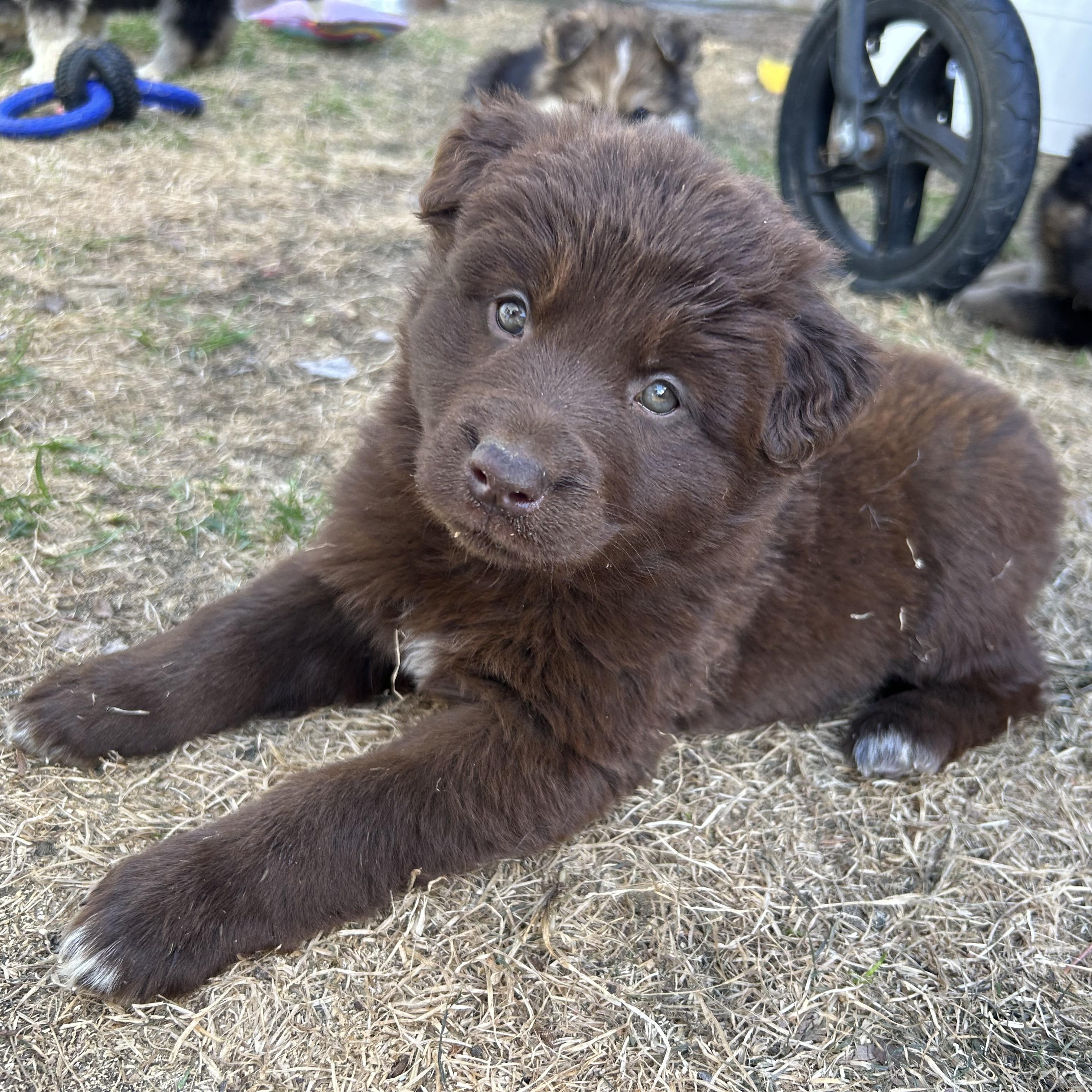 Chocolate pending adoption, an adopted mixed breed in Saskatoon, SK image 4/6